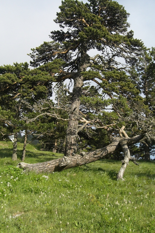 Image of Pinus sylvestris specimen.