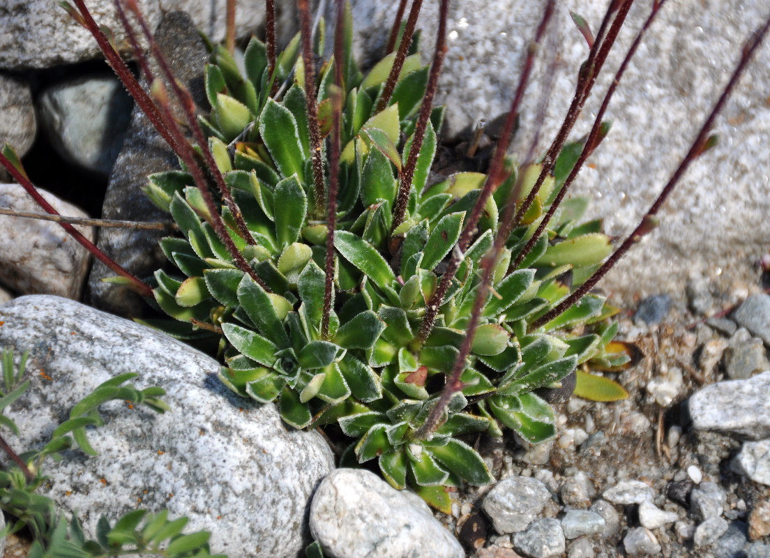 Image of Saxifraga cartilaginea specimen.