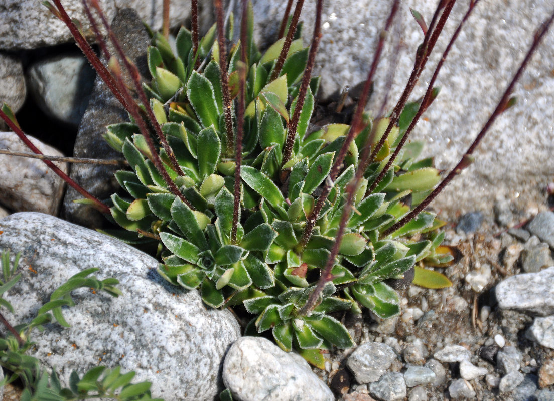 Изображение особи Saxifraga cartilaginea.