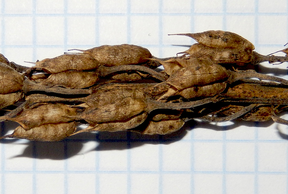 Image of Delphinium schmalhausenii specimen.