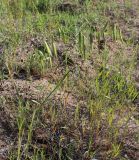 Bromus squarrosus