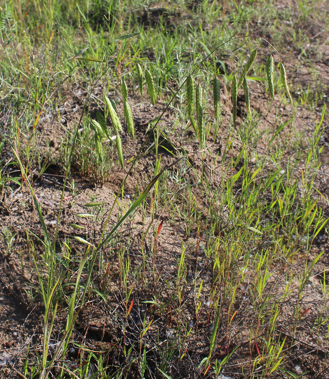 Image of Bromus squarrosus specimen.