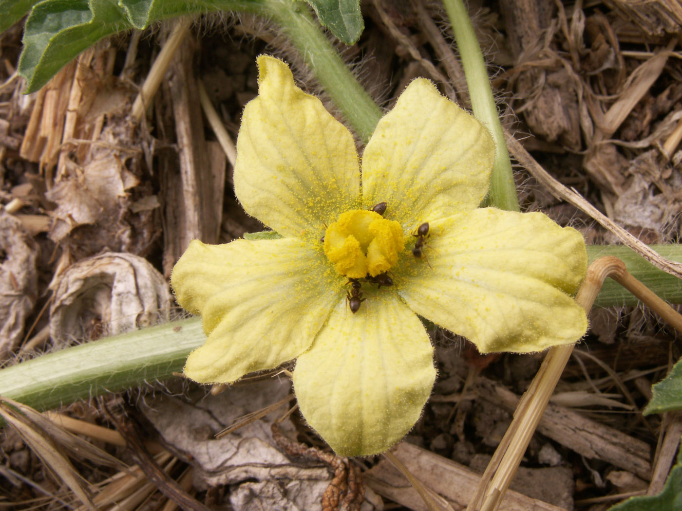 Изображение особи Citrullus lanatus.