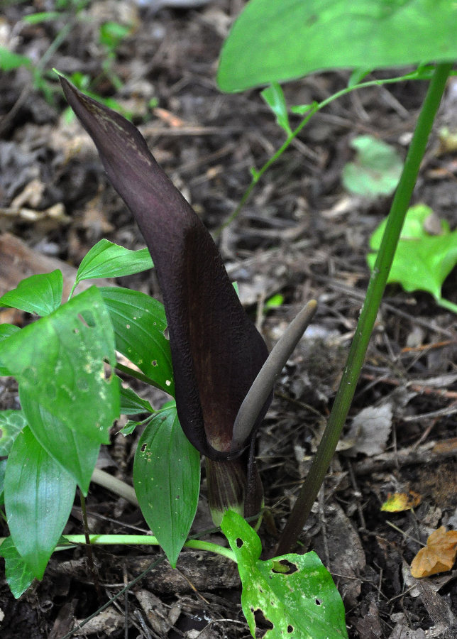 Изображение особи Arum elongatum.