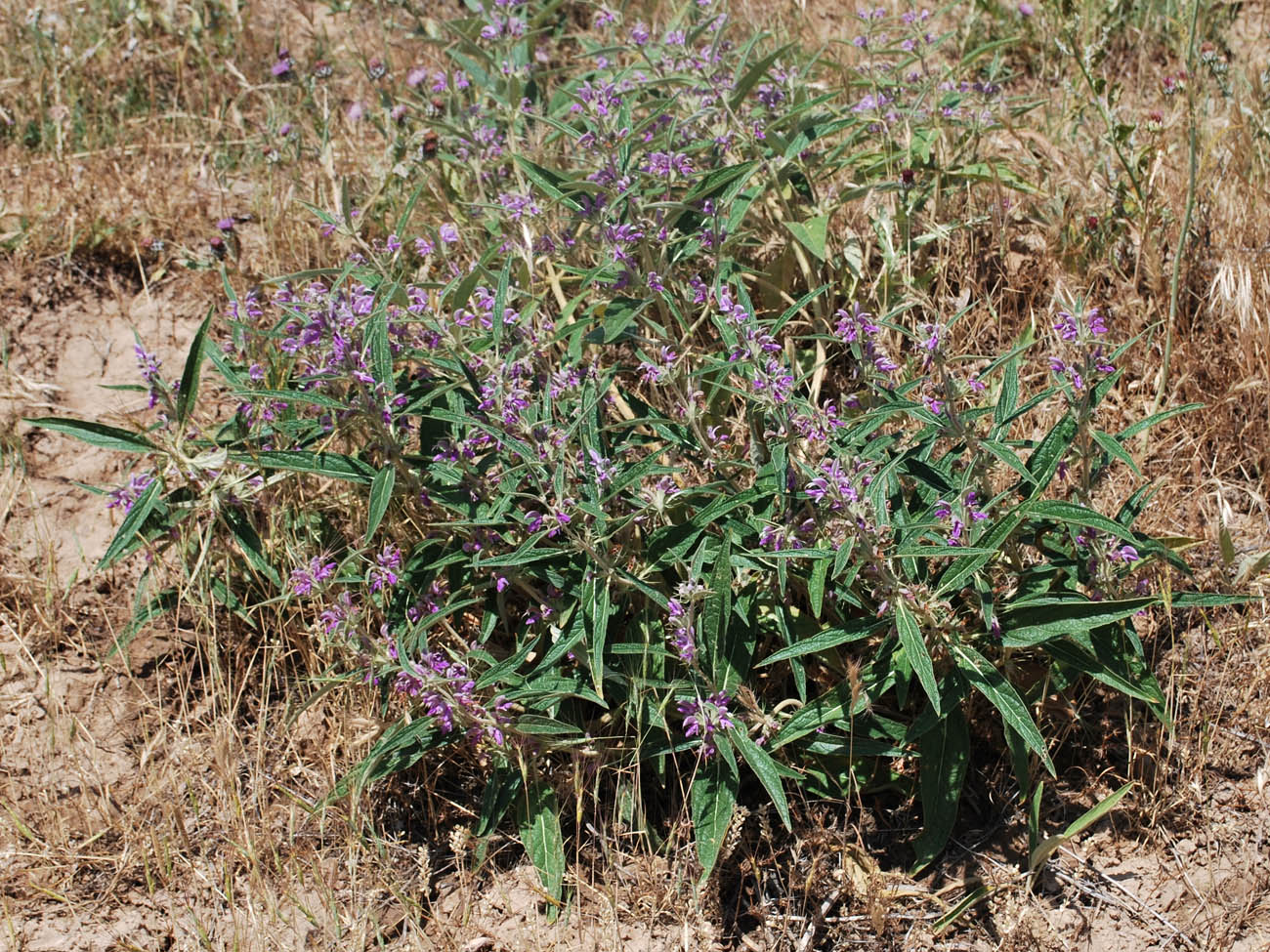 Image of Phlomis regelii specimen.