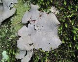 genus Dermatocarpon
