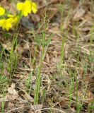 Cardamine trifida