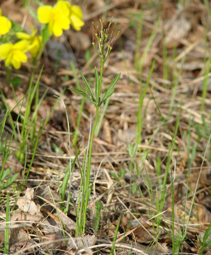 Image of Cardamine trifida specimen.