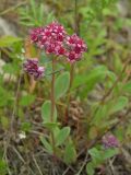 Hylotelephium cyaneum. Растение с цветками и бутонами. Магаданская обл., окр. Магадана, бухта Нагаева, Морпортовская сопка, на склоне. 16.07.2013.