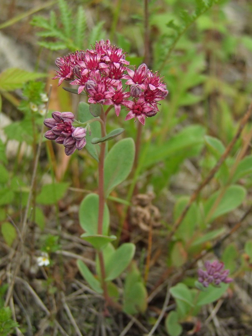 Изображение особи Hylotelephium triphyllum.