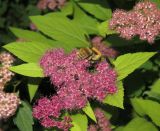 Spiraea japonica. Верхушка побега с соцветием и фуражирующим шмелём. Приморский край, Уссурийский городской округ, окр. с. Горно-Таёжного, Дендрарий ГТС им. Комарова. 06.07.2016.