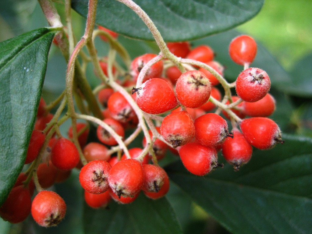 Image of Cotoneaster coriaceus specimen.