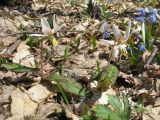 Erythronium caucasicum