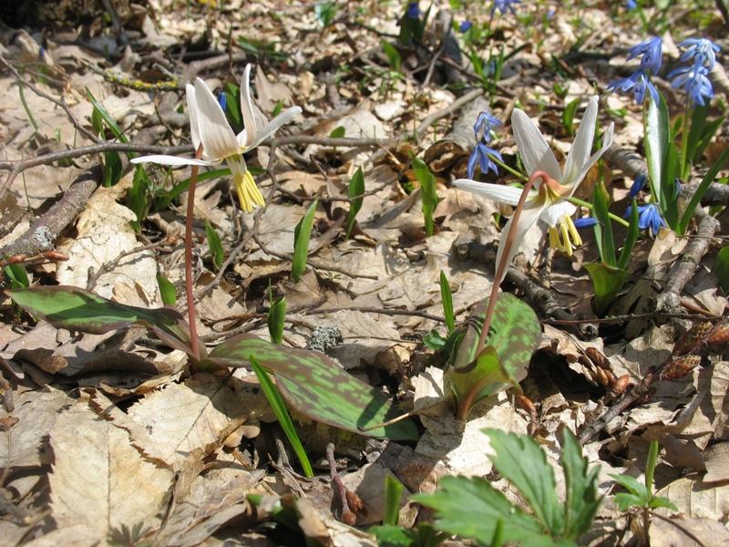 Изображение особи Erythronium caucasicum.