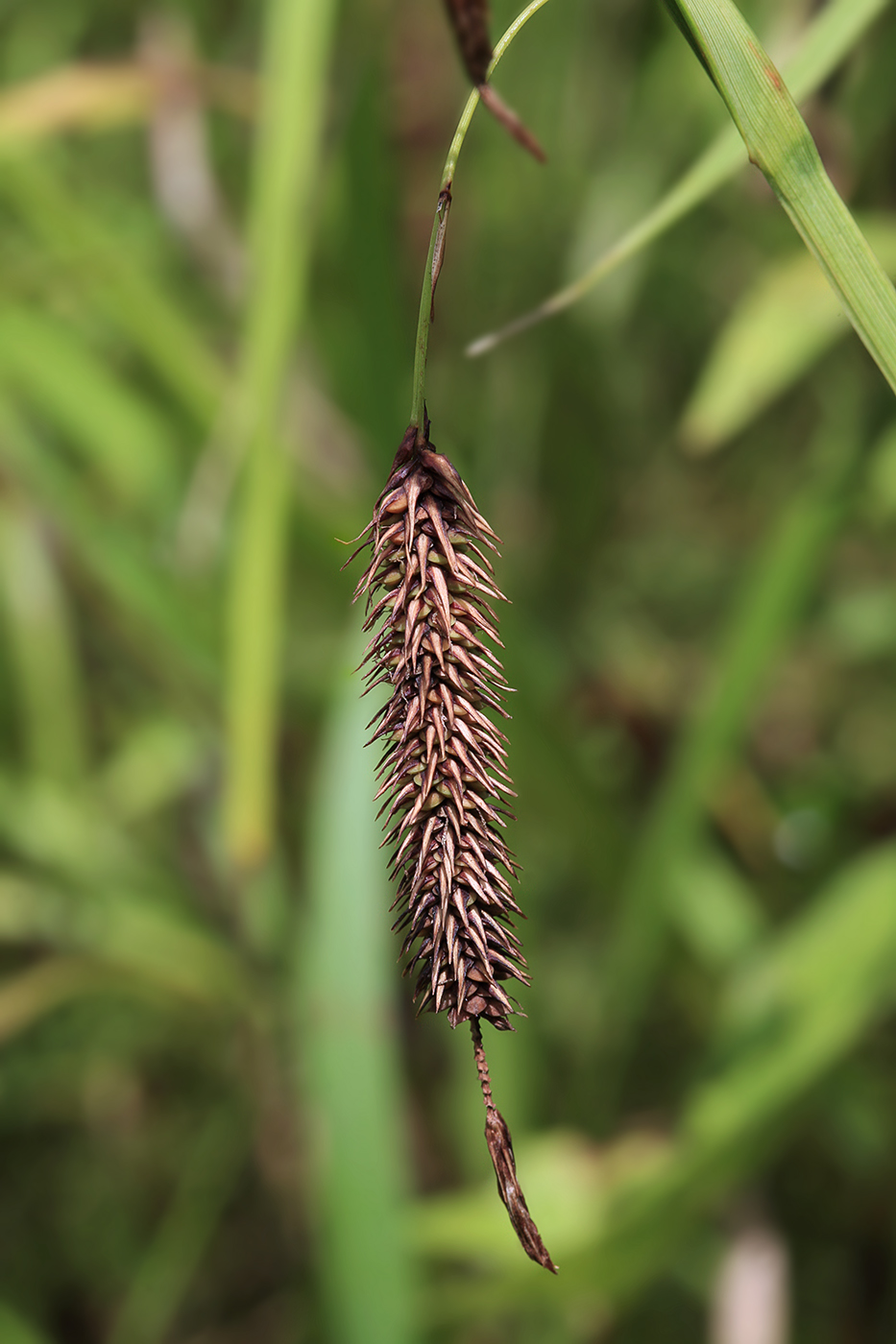 Изображение особи Carex cryptocarpa.