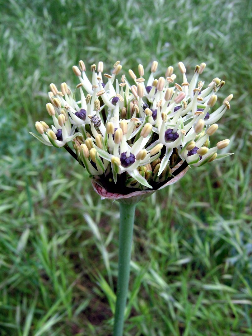 Image of Allium cyrilli specimen.