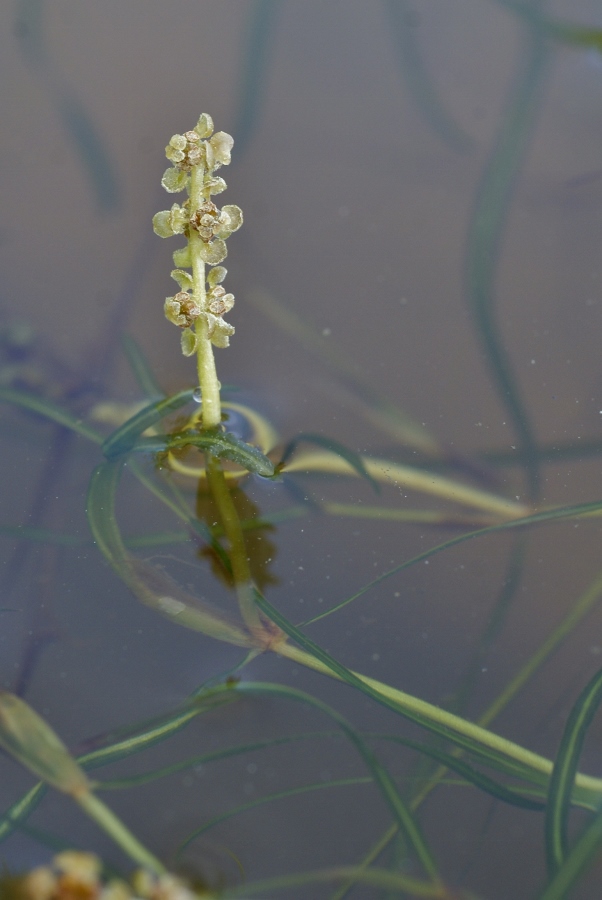 Изображение особи Potamogeton manschuriensis.