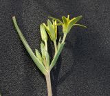 Image of taxon representative. Author is Сергей Наумов