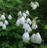 Halesia carolina