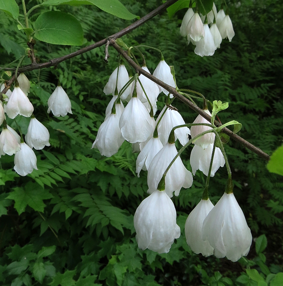 Изображение особи Halesia carolina.