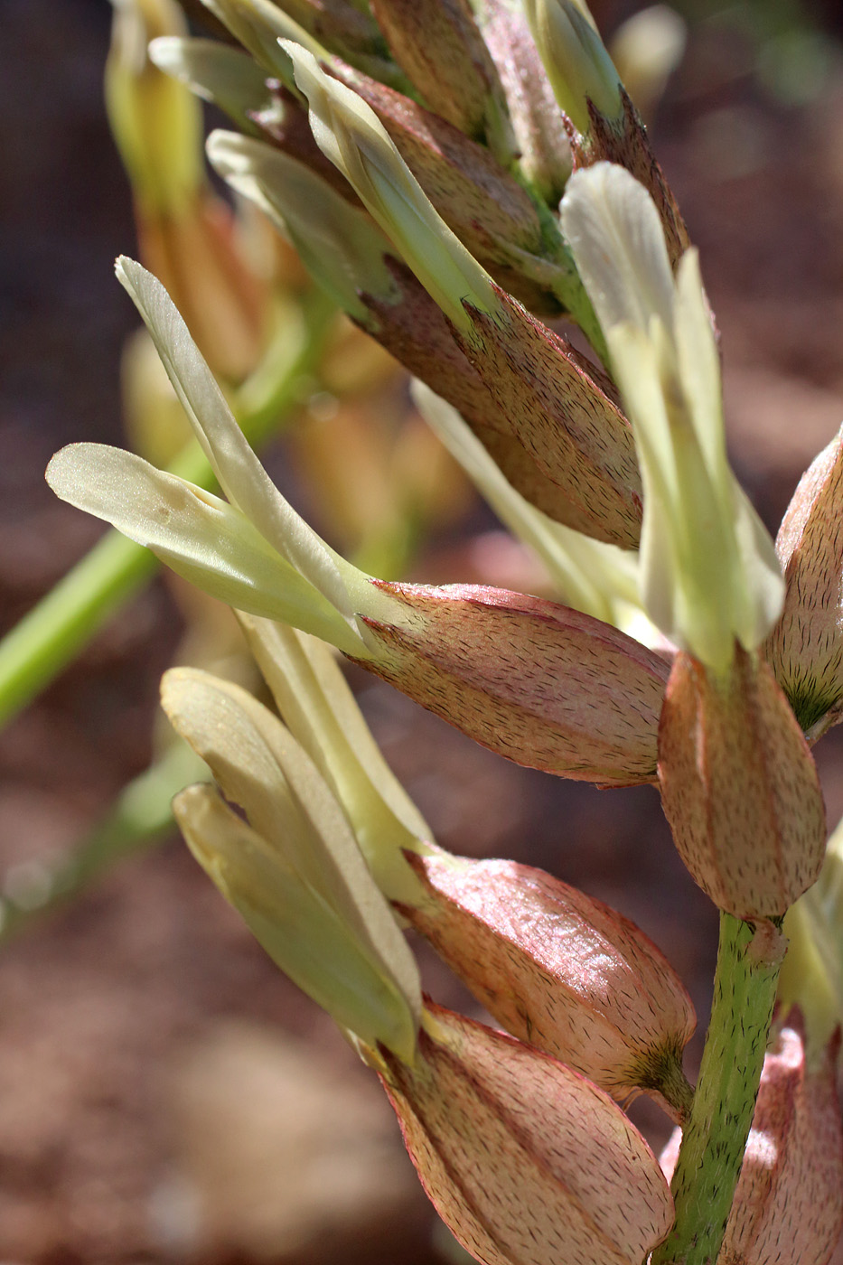 Image of Astragalus megalomerus specimen.