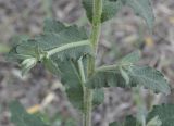 Verbascum chaixii