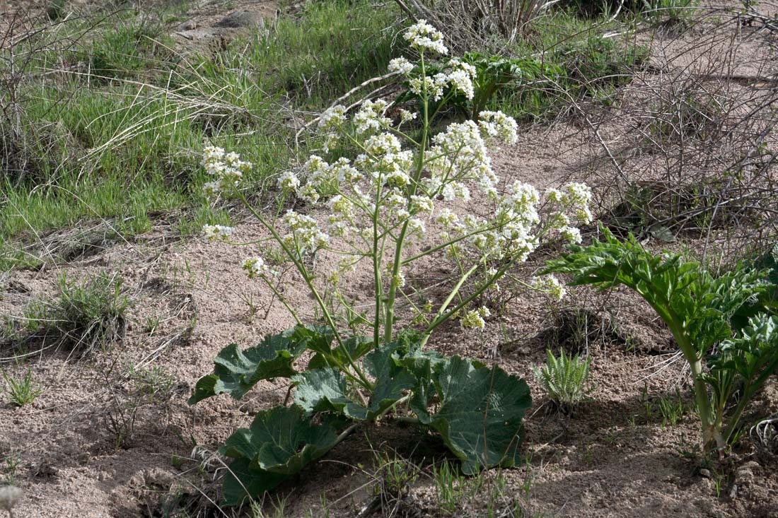 Image of Crambe kotschyana specimen.