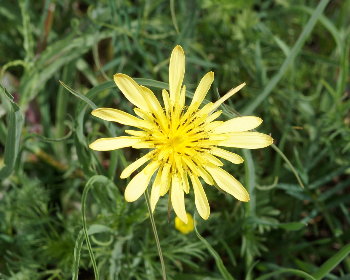 Изображение особи род Tragopogon.