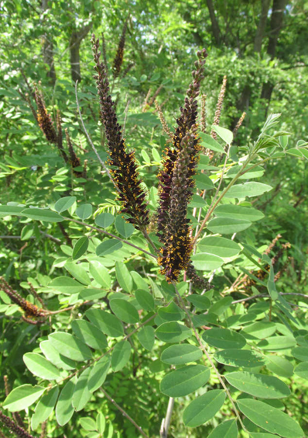 Image of Amorpha fruticosa specimen.