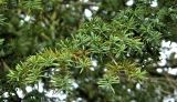 Taxus