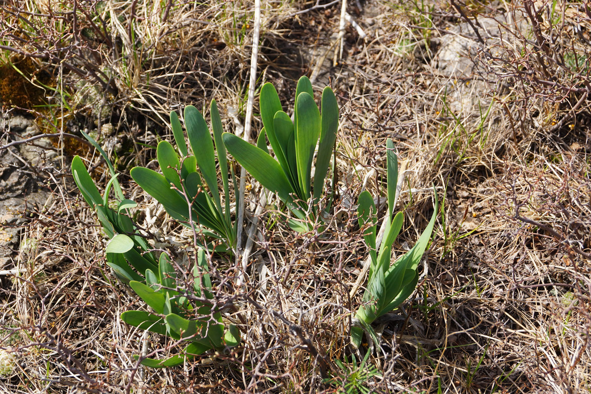 Image of Allium nutans specimen.