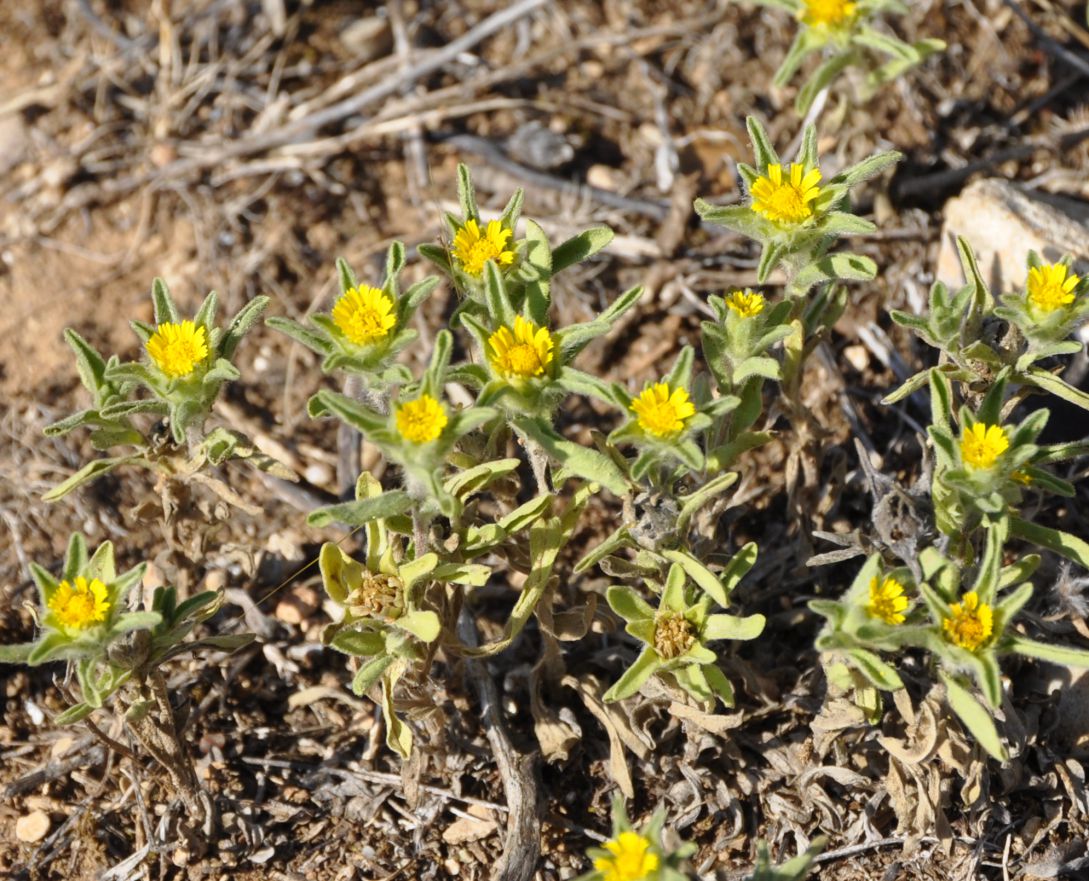 Изображение особи Asteriscus aquaticus.