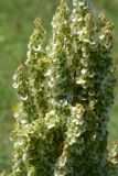 Rumex tuberosus subspecies horizontalis. Отцветающее соцветие с завязавшимися плодами. Крым, Керченский п-ов, Приазовье, Караларская степь. 31.05.2017.