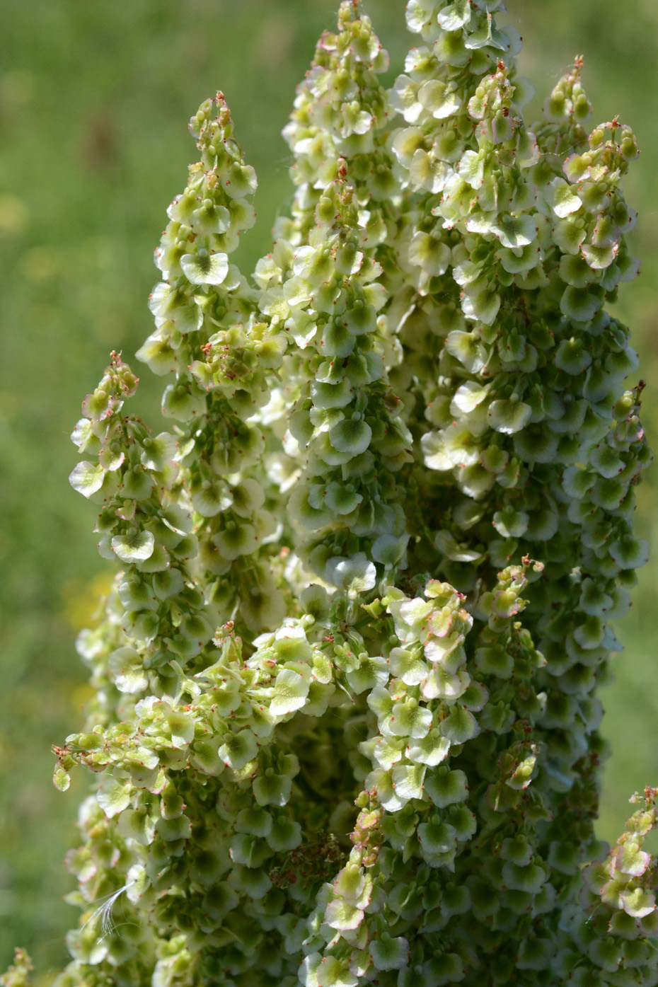 Изображение особи Rumex tuberosus ssp. horizontalis.