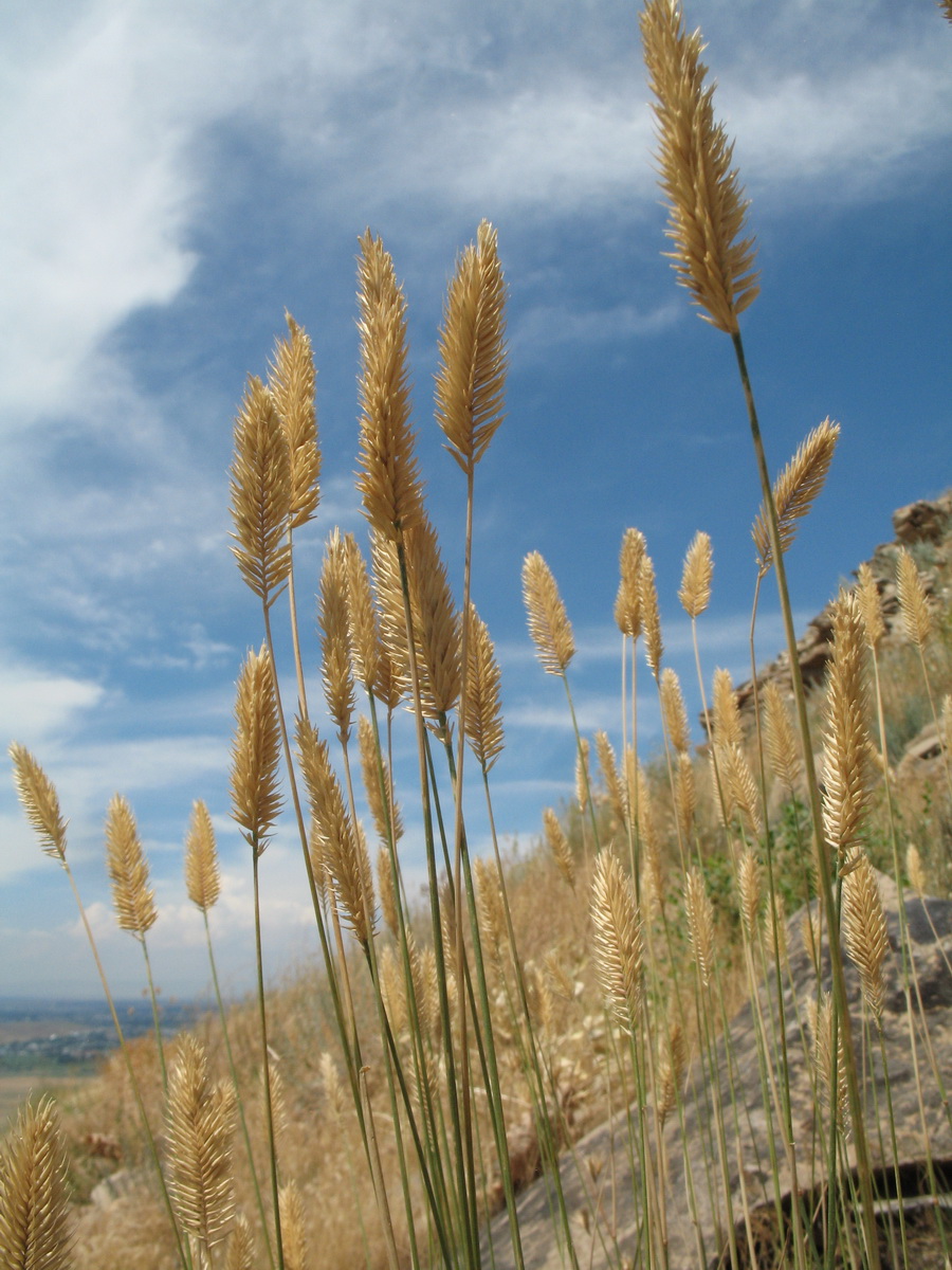 Изображение особи Agropyron pectinatum.