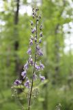 Aconitum septentrionale