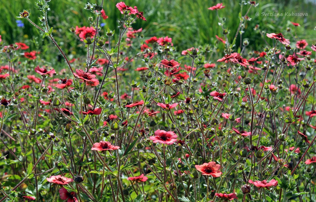 Image of Potentilla nepalensis specimen.