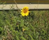 Helianthus annuus. Цветущий экземпляр (самосев) на обочине дороги. Украина, Луганская обл., Меловской р-н, окр. с. Стрельцовка, обочина автотрассы Луганск - Меловое, в составе придорожной растительности. 16.08.2017.