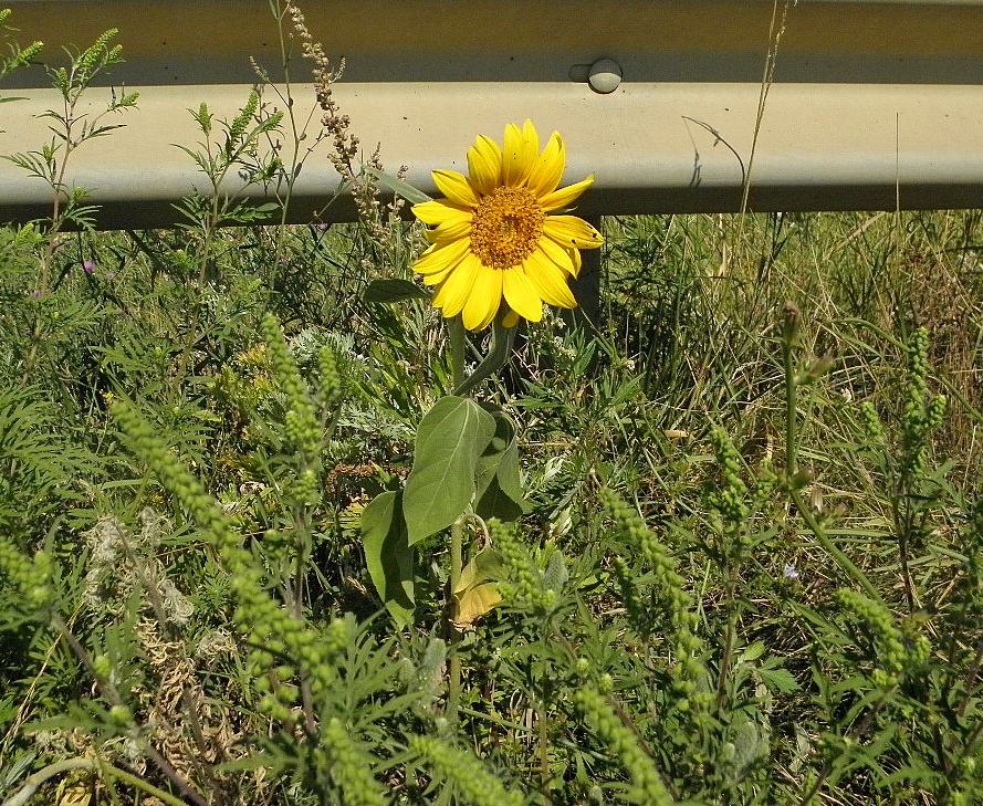 Image of Helianthus annuus specimen.
