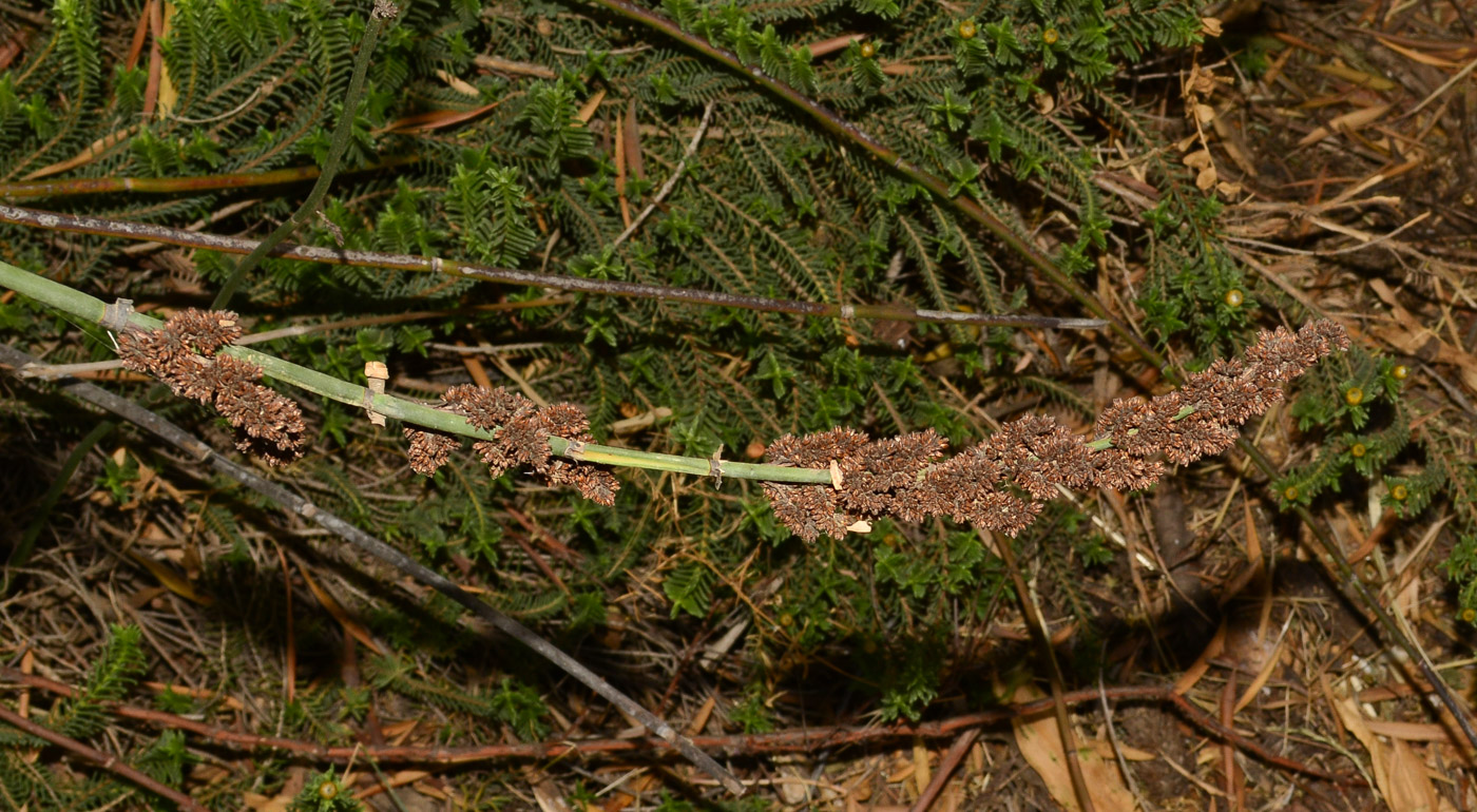 Изображение особи Elegia tectorum.