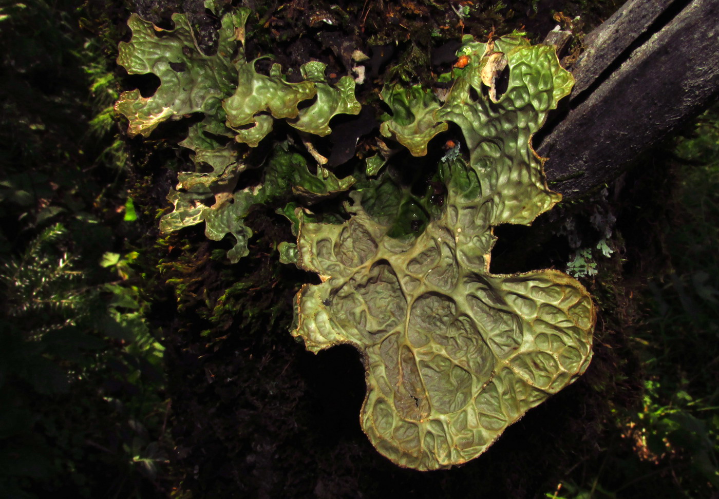 Image of Lobaria sajanensis specimen.
