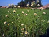 Erigeron acris