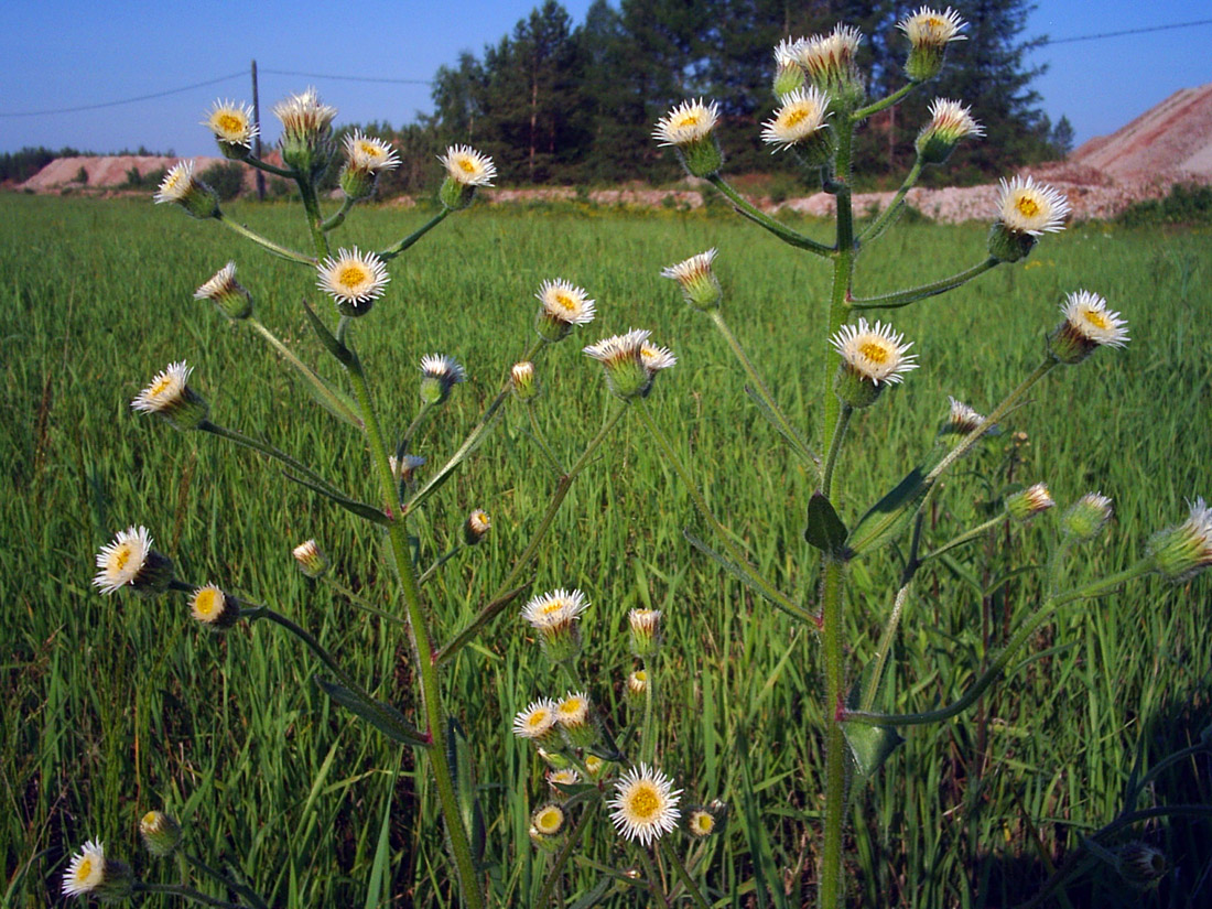 Image of Erigeron acris specimen.