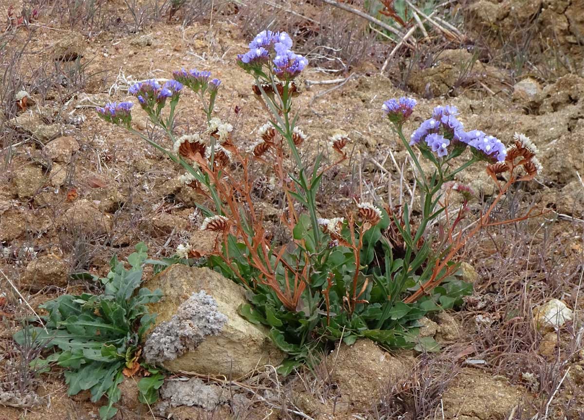 Image of Limonium sinuatum specimen.