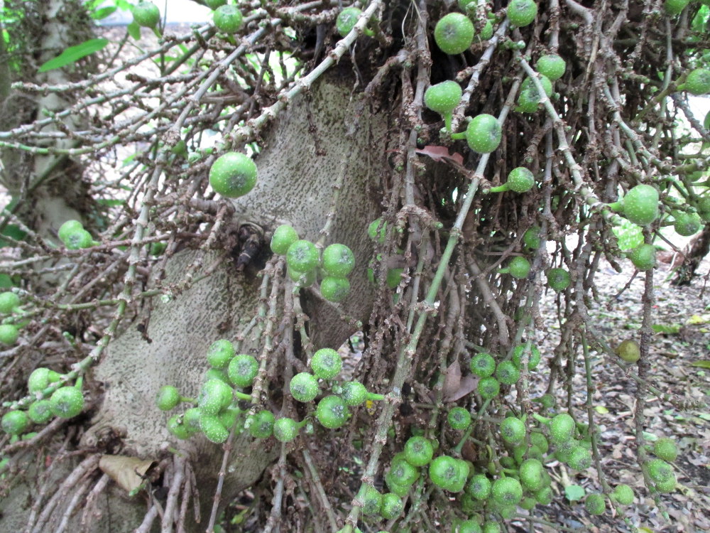 Изображение особи Ficus hispida.