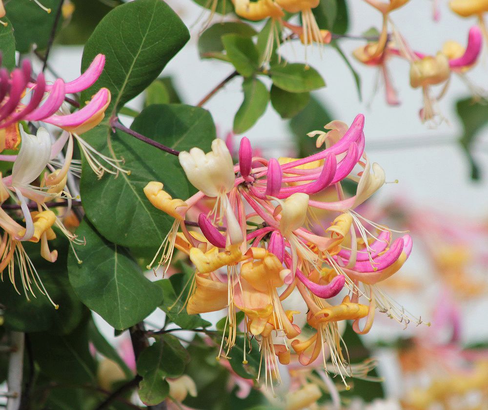 Image of Lonicera caprifolium specimen.