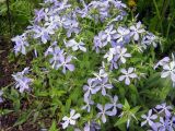 Phlox divaricata