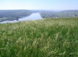 Stipa