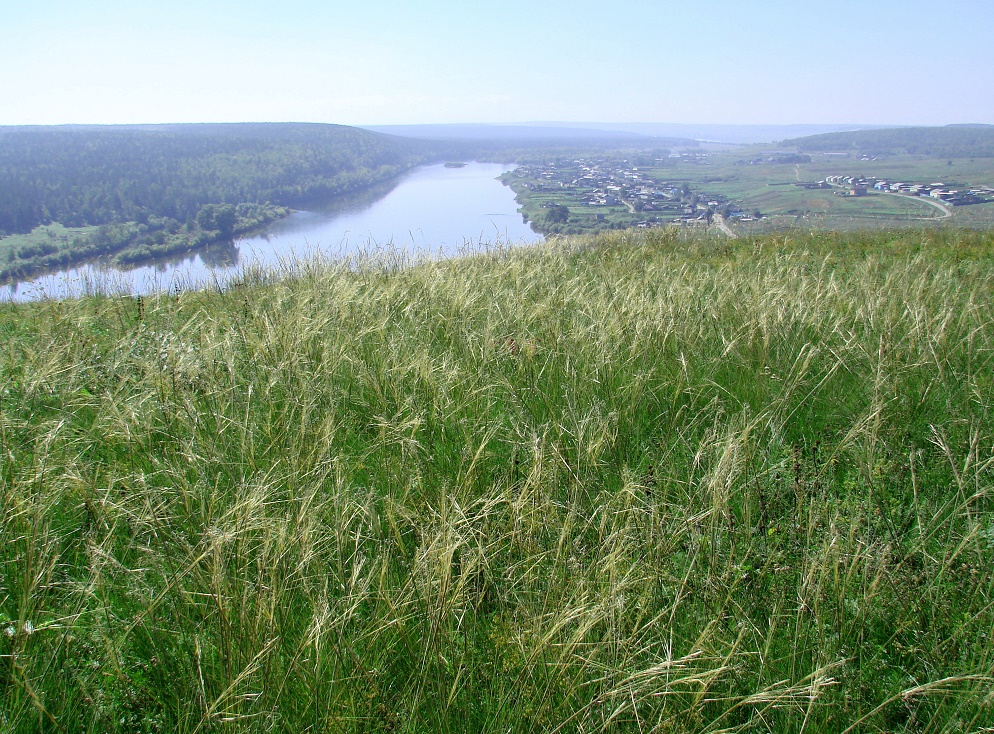 Изображение особи род Stipa.