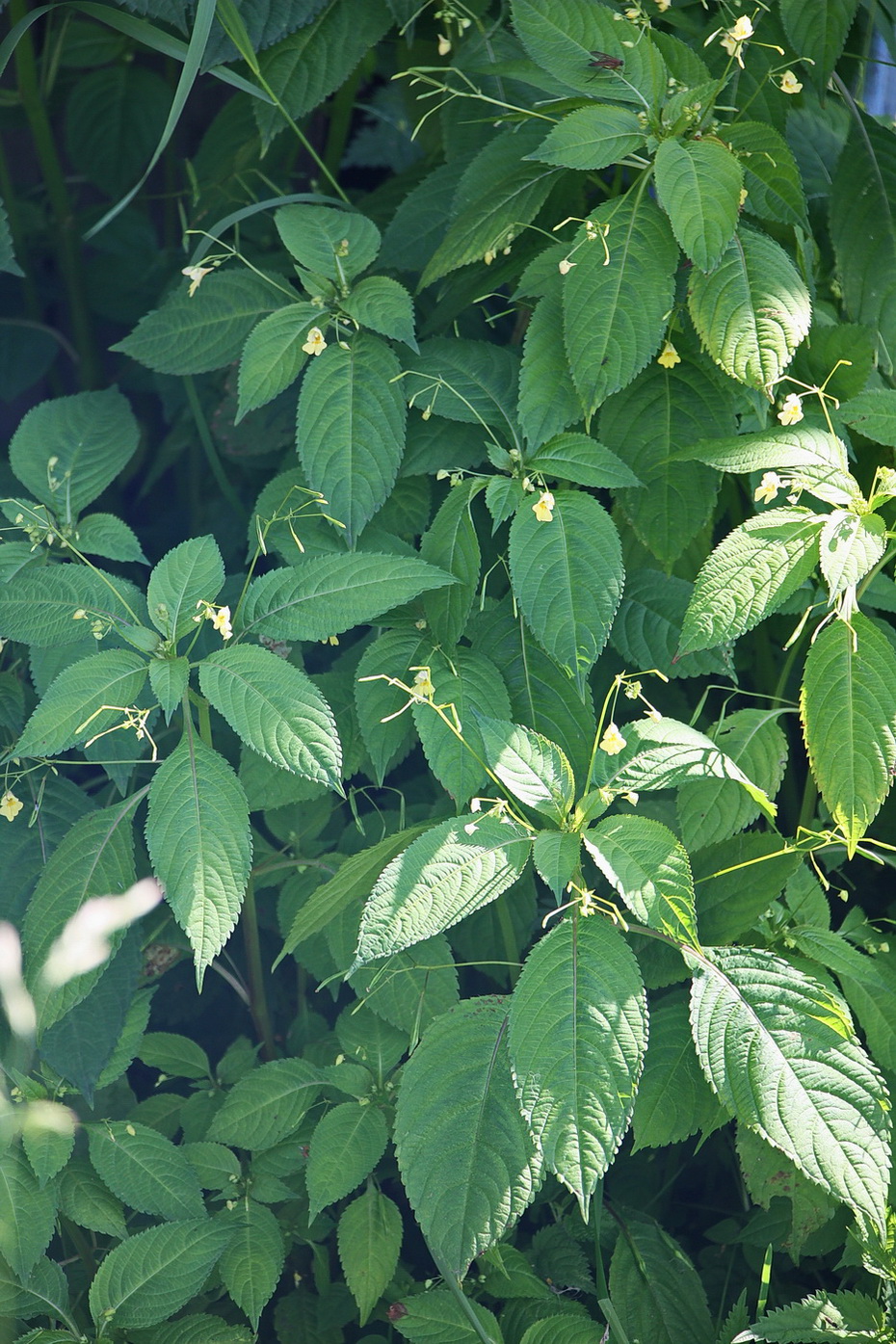 Image of Impatiens parviflora specimen.